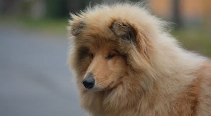 Tulajdonos átírás tagoknak