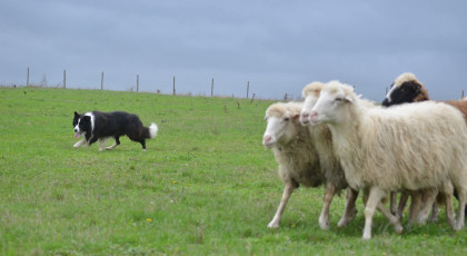 Ösztönpróba nem tagoknak