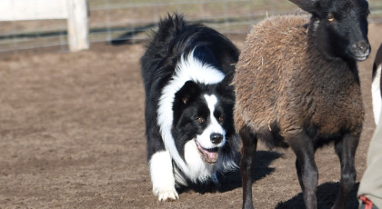 HWT Munkavizsga nem tagoknak