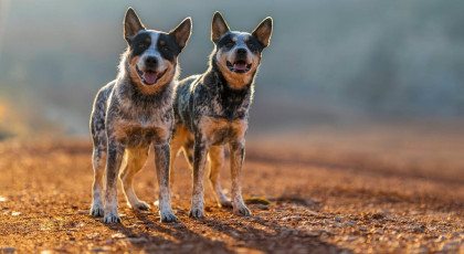 Tenyészszemle díj nem tagoknak