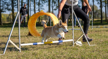 Terelőnap és Olimpia nevezési díj