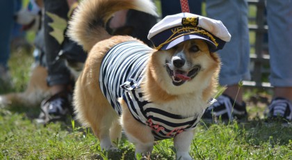 Corgi Terelőnap és Olimpia nevezési díj