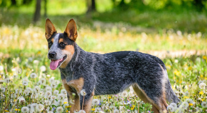 Dog-Dancing Verseny nevezési díj tagoknak