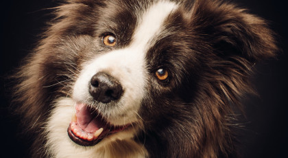 Dog-Dancing Verseny nevezési díj nem tagoknak