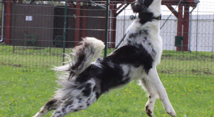 Dog-Dancing 2. és többi kutya nevezése nem tagoknak