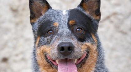 Tulajdonos átírás nem tagoknak