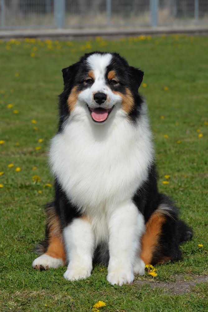 australian_shepherd-1
