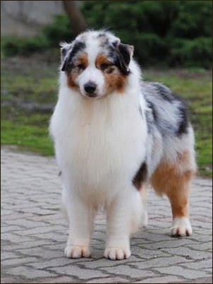 aussie2