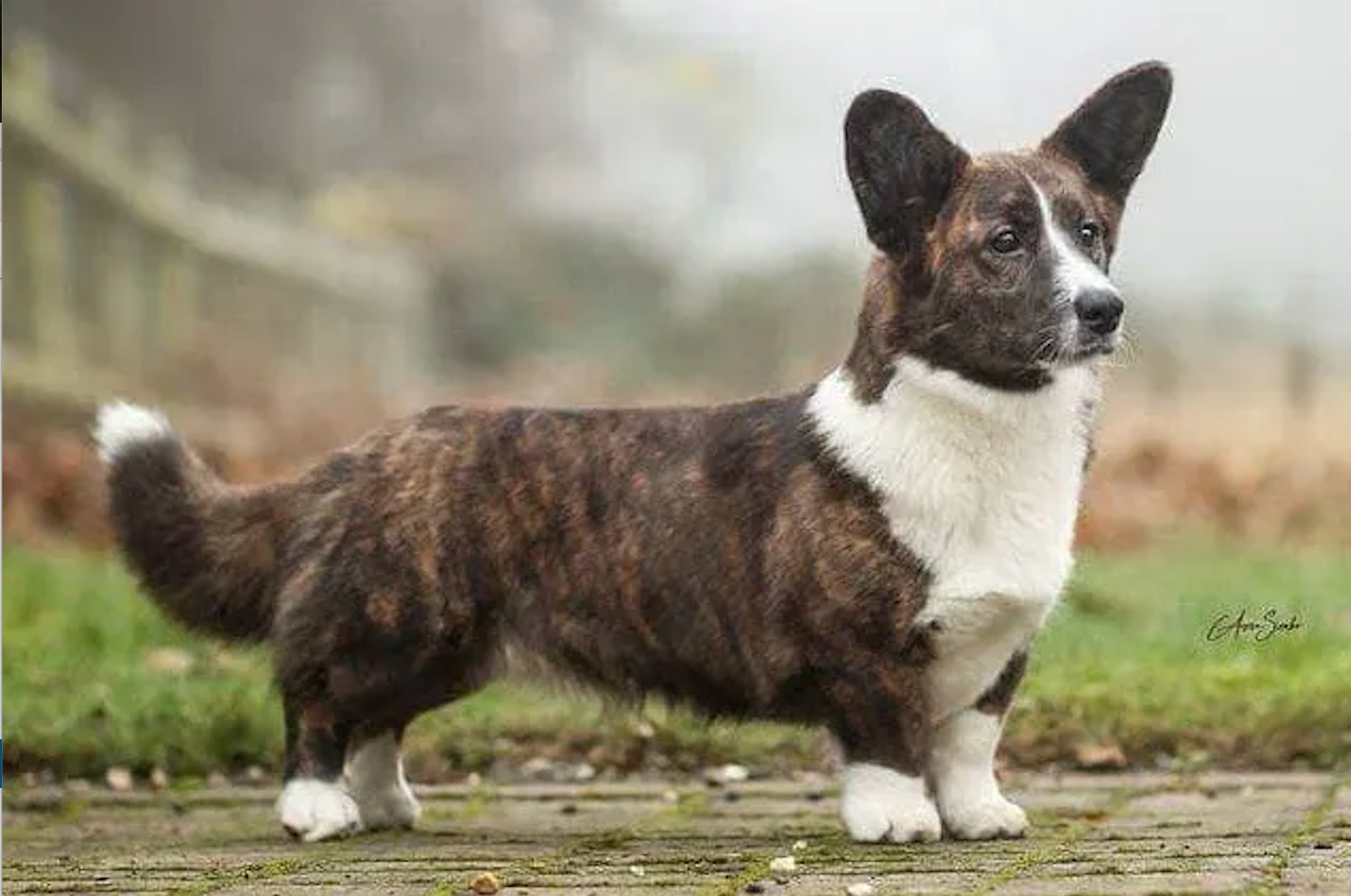 cardigan_welsh_corgi_1