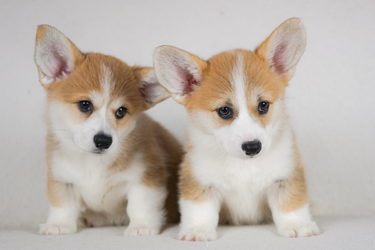pembroke-welsh-corgi-4