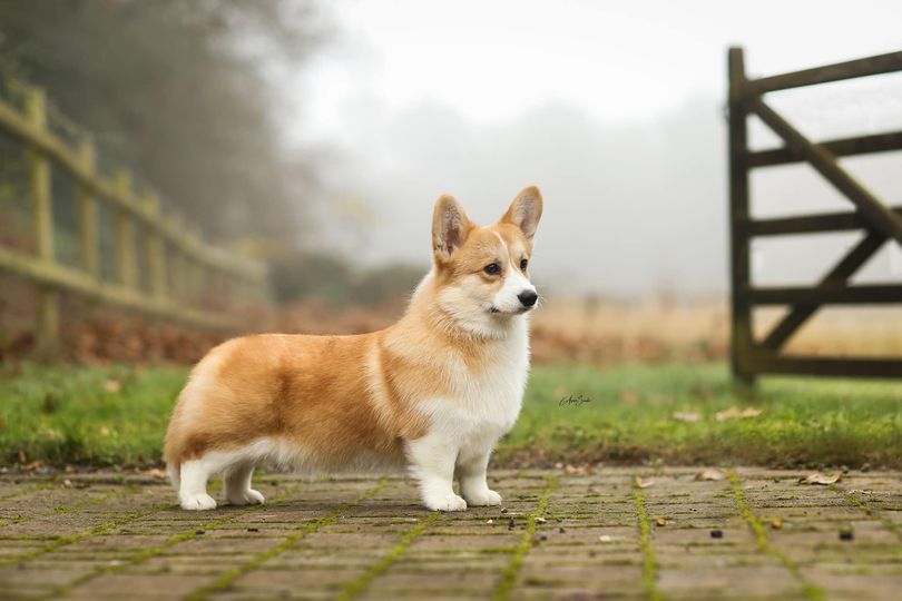 pembroke-welsh-corgi-6