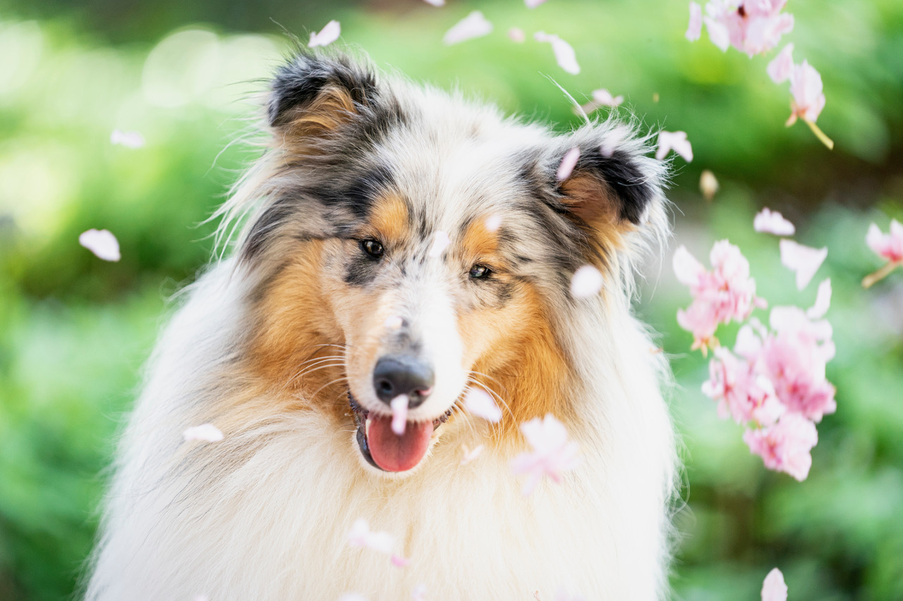 rough_collie_2
