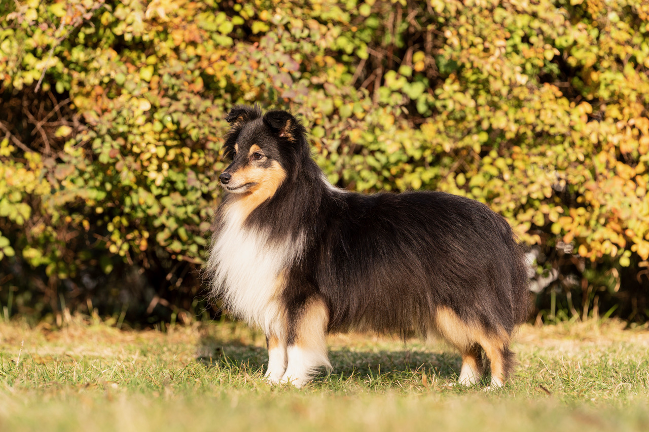 shetland_sheepdog2